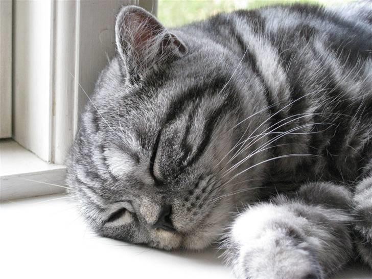 British Shorthair Wiki's Emil billede 16