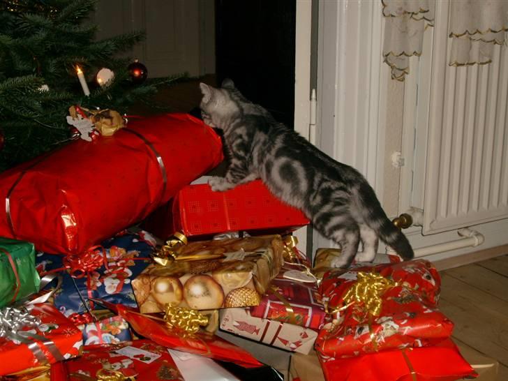 British Shorthair Wiki's Emil - Se alle mine gaver, jeg er nu mest interesseret i den store :) billede 17