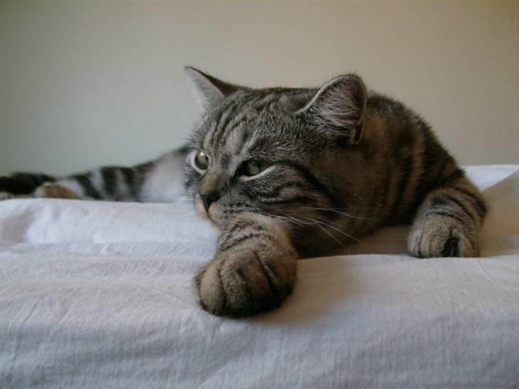 British Shorthair Wiki's Emil - Underhold mig :) billede 18