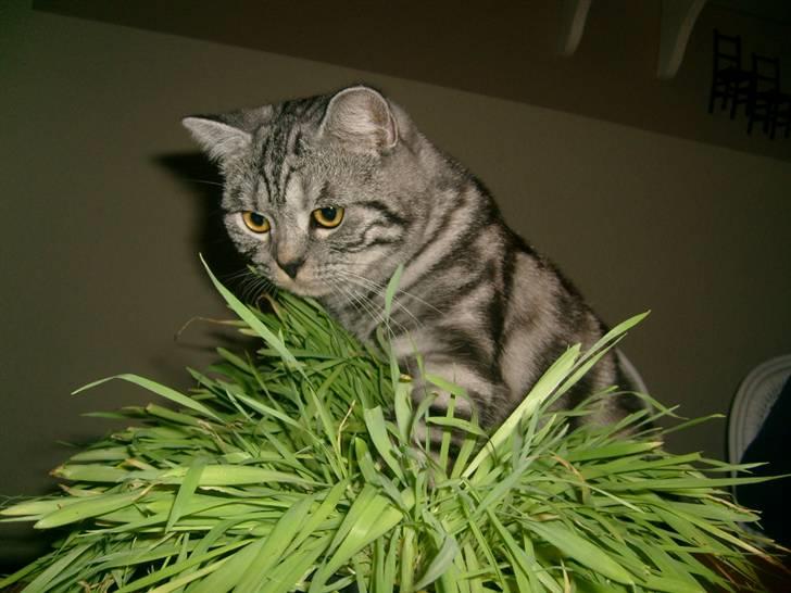 British Shorthair Wiki's Emil - jeg har altid været god til at camofluere mig :) billede 19