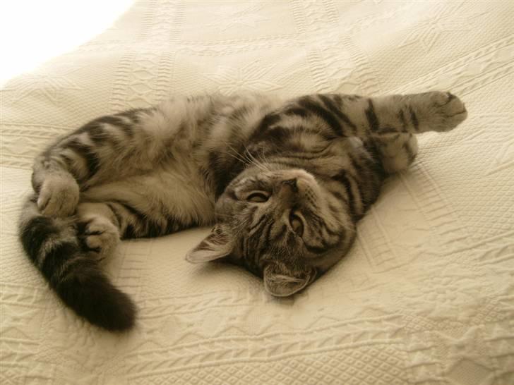 British Shorthair Wiki's Emil - Mig, når jeg posère foran kameraret :) billede 20