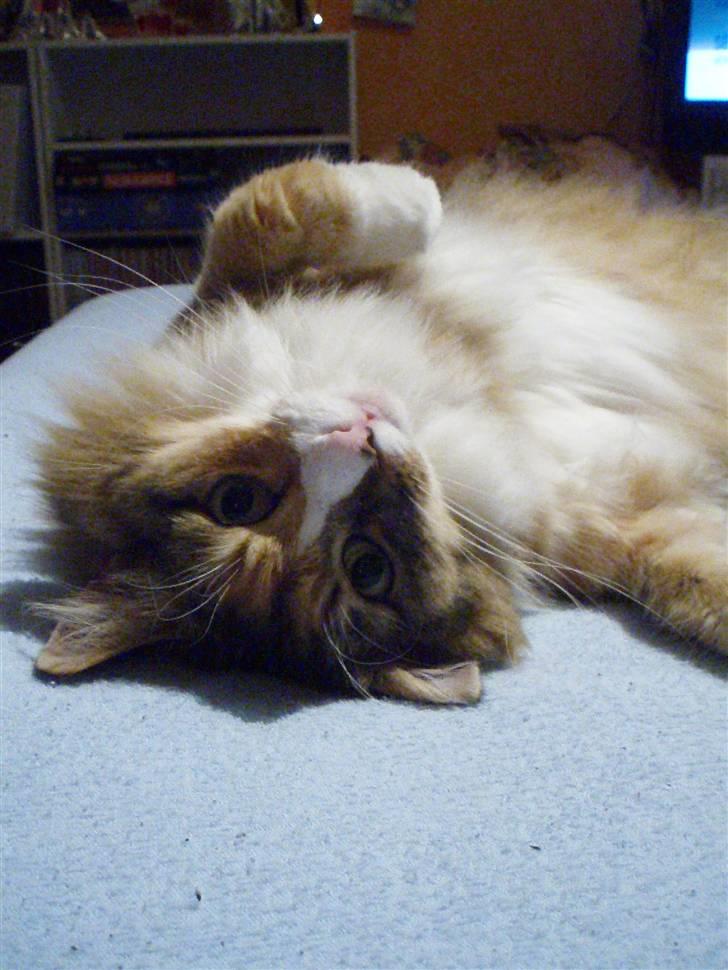 Norsk Skovkat R.I.P Saffi - Du ser sjov ud på hovedet Helena!? :D billede 10