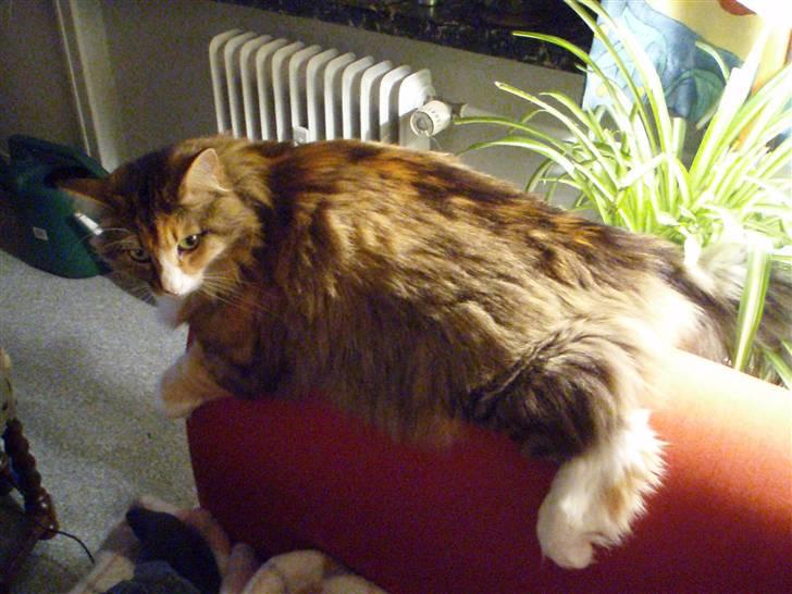 Norsk Skovkat R.I.P Saffi - Hvordan kan hun dog ligge sådan? :D billede 11