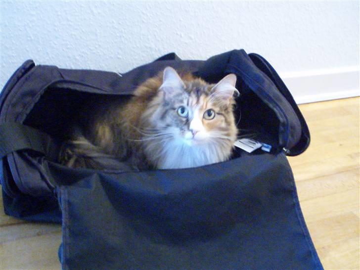 Norsk Skovkat R.I.P Saffi - Den her taske er bare dejlig at ligge i. billede 12