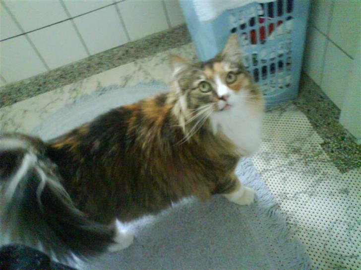 Norsk Skovkat R.I.P Saffi - Var du der Helena? billede 13