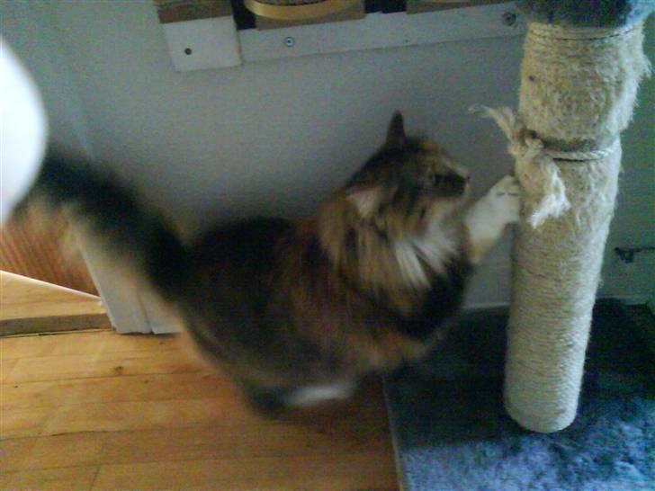 Norsk Skovkat R.I.P Saffi - Jeg skal lige ha´ slebet mine klør..  billede 14