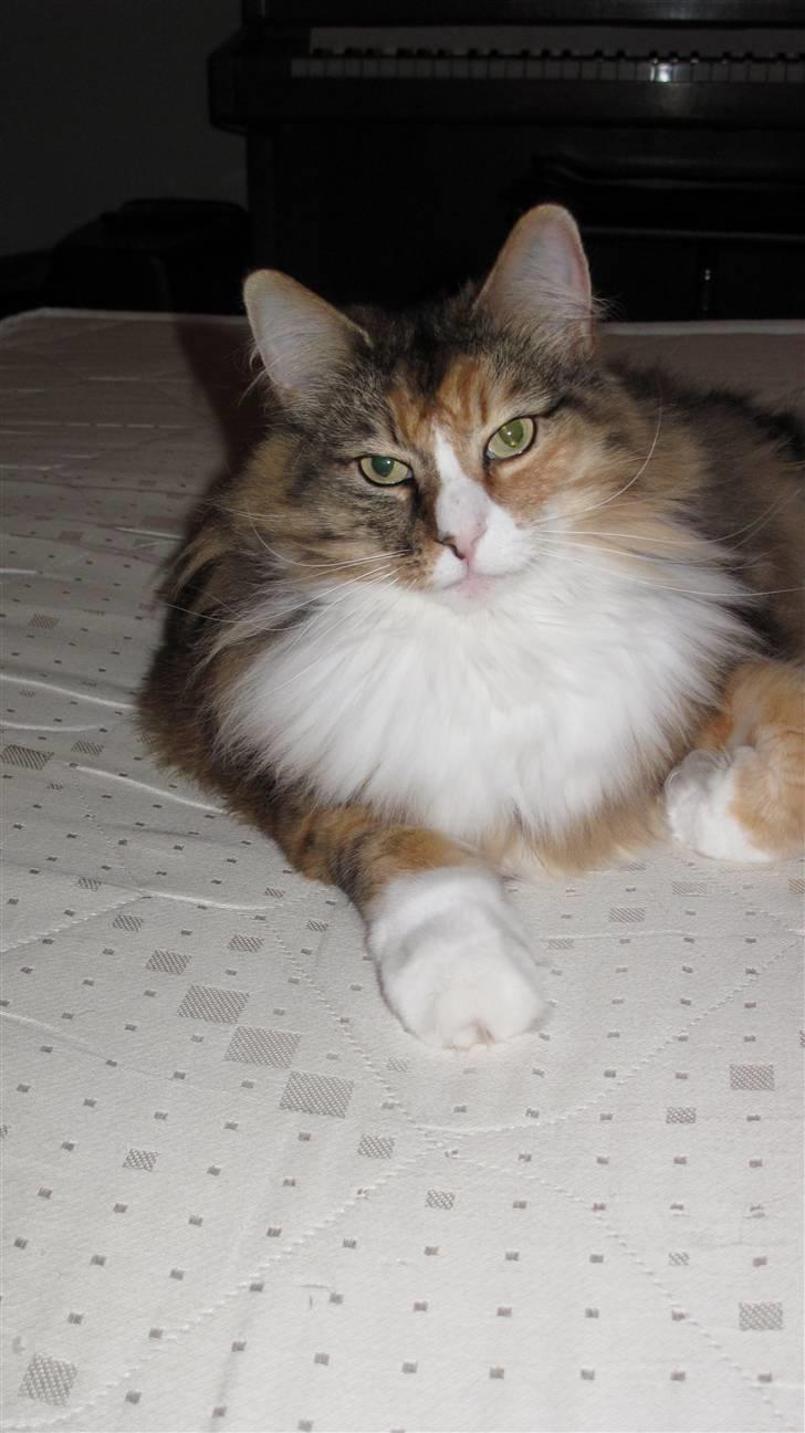 Norsk Skovkat R.I.P Saffi - Hyyyygge. :D billede 15