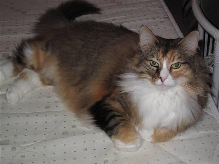 Norsk Skovkat R.I.P Saffi - Endnu mere hygge. :D billede 16