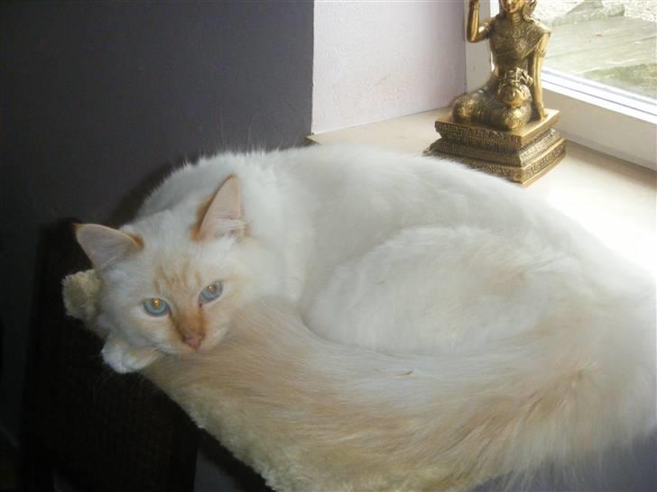 Hellig Birma Drøgemùller Alexander billede 1