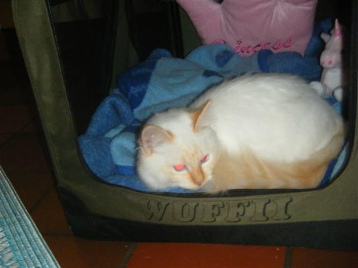 Hellig Birma Drøgemùller Alexander billede 2