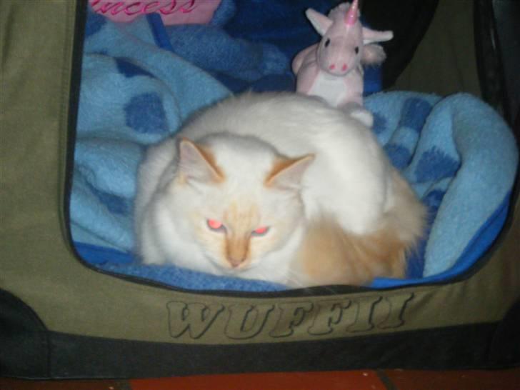 Hellig Birma Drøgemùller Alexander billede 3