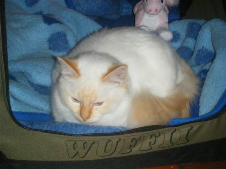 Hellig Birma Drøgemùller Alexander billede 4