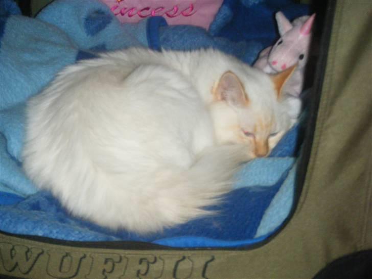 Hellig Birma Drøgemùller Alexander billede 5