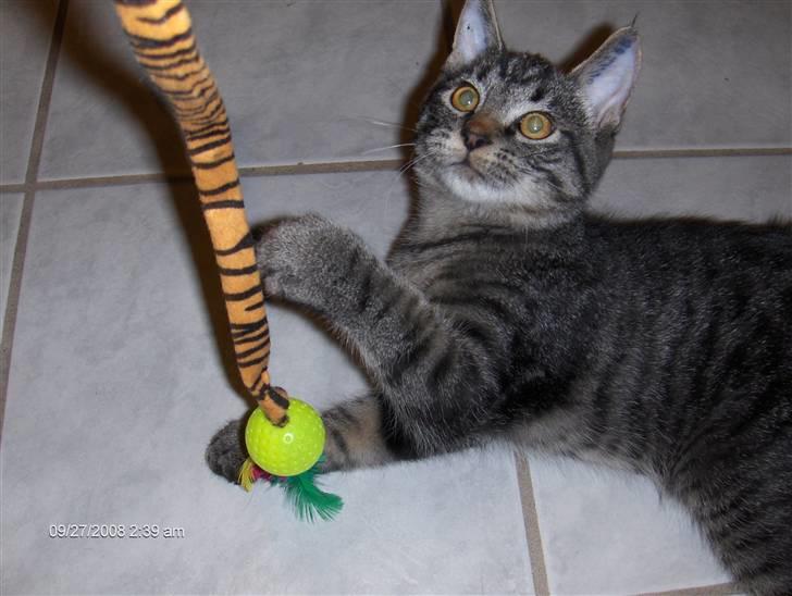 Huskat Niv billede 7