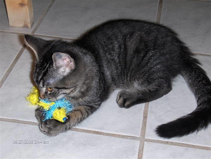 Huskat Niv - min krammer bammer billede 8