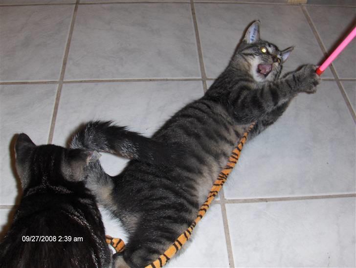 Huskat Niv - Dø dumme drillepind billede 9