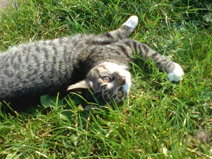 Huskat Simon - 27. sep. Nyder efterårs-solen..  billede 13