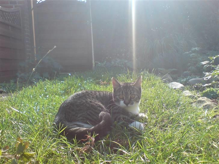 Huskat Simon - Et af de sjældne stille 5 sekunder :p billede 15