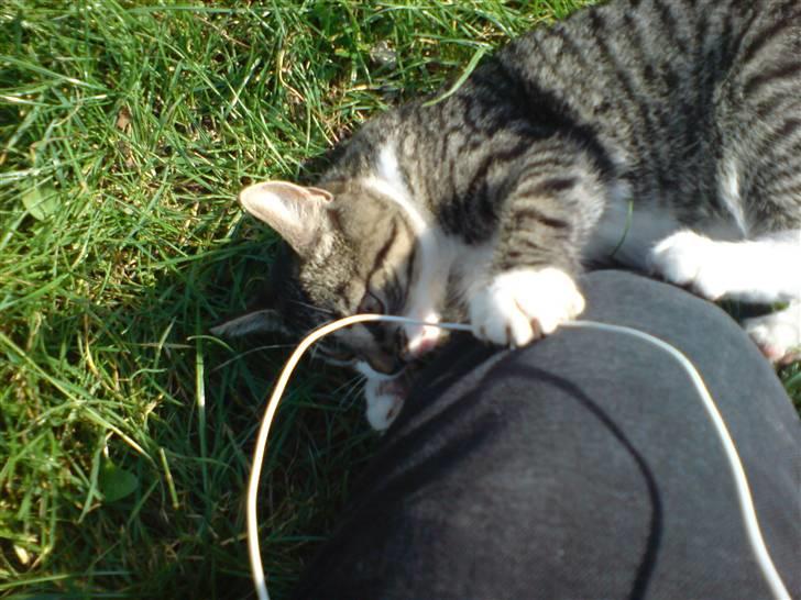 Huskat Simon billede 16