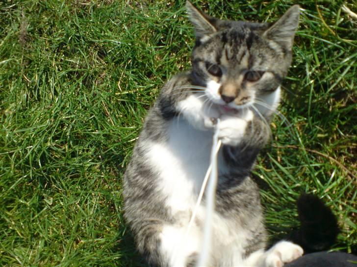 Huskat Simon billede 17