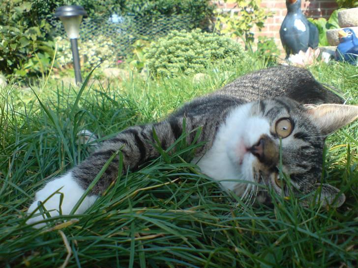 Huskat Simon billede 18