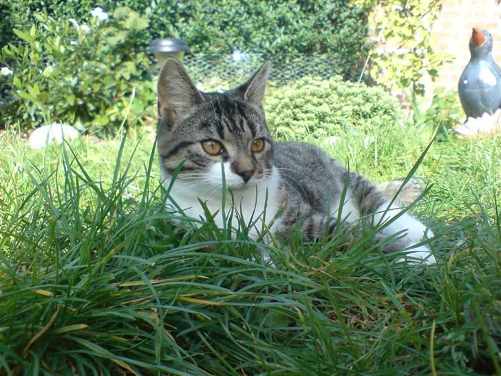 Huskat Simon billede 19