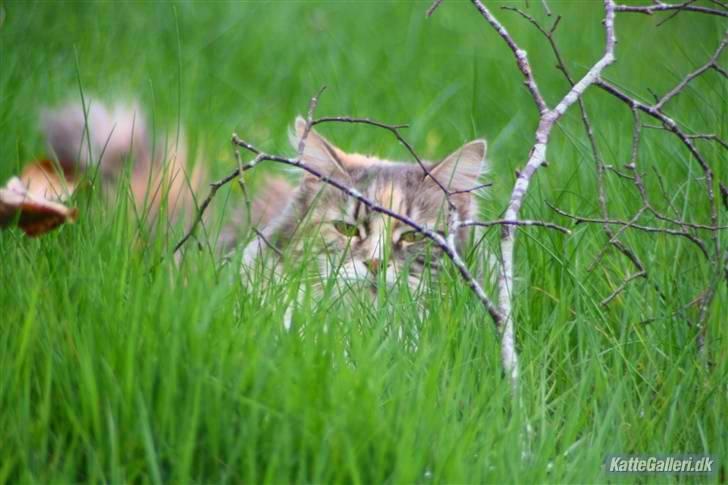 Maine Coon Breidabliks Artemis  - D. 5 maj :)  billede 13