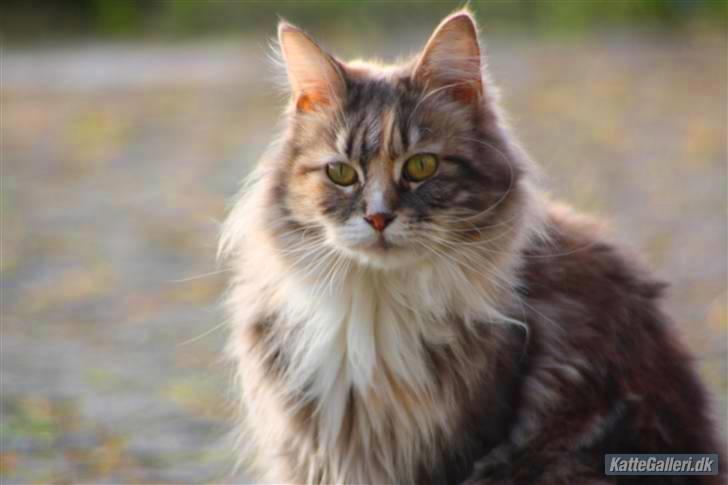 Maine Coon Breidabliks Artemis  - Foråret 2009" billede 14