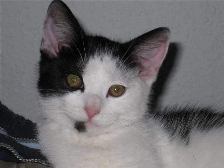 Huskat Rita billede 1