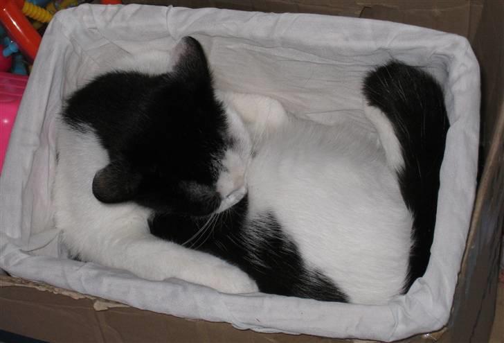 Huskat Rita billede 2