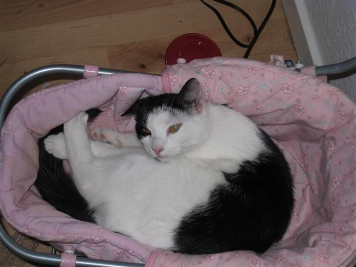 Huskat Rita billede 3