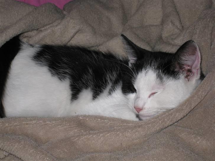 Huskat Rita billede 6