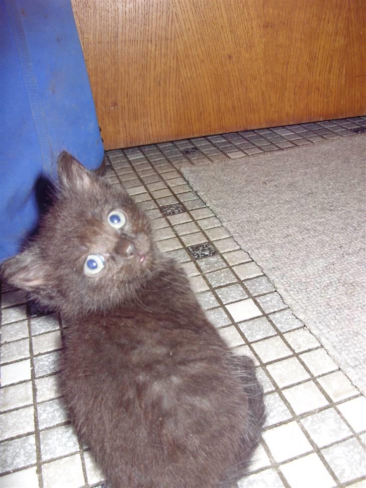 Blanding af racer Berta - en af mine børn.. en lille pige..  billede 11