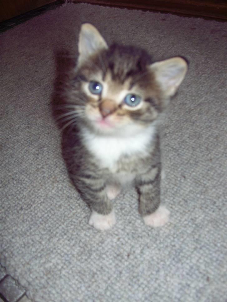 Blanding af racer Berta - og en dreng billede 12