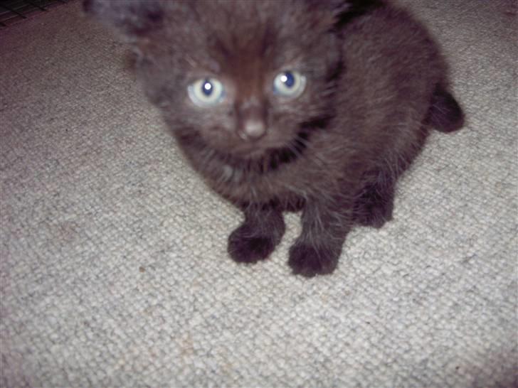 Blanding af racer Berta - en pige mere..  billede 13