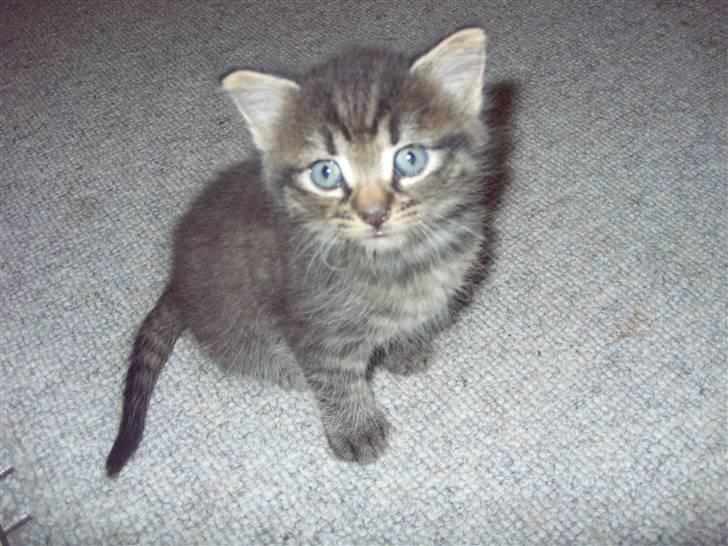 Blanding af racer Berta - og en dreng mere..  billede 14