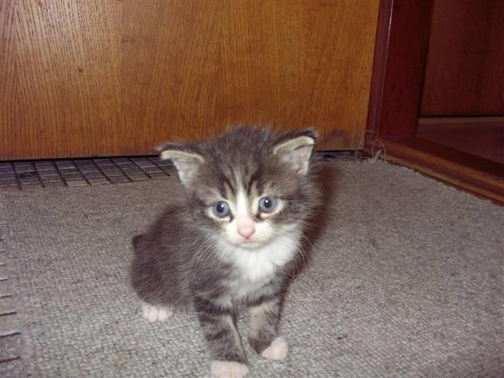 Blanding af racer Berta - en pige mere.. :) billede 15