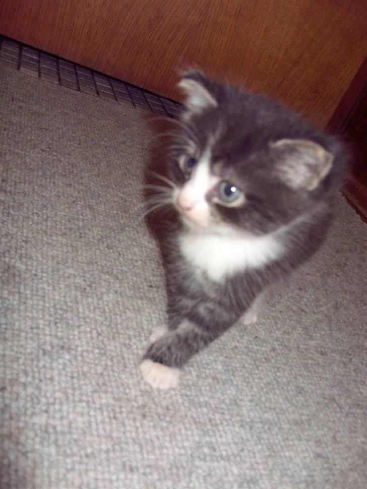 Blanding af racer Berta - og den sidste dreng..  billede 16