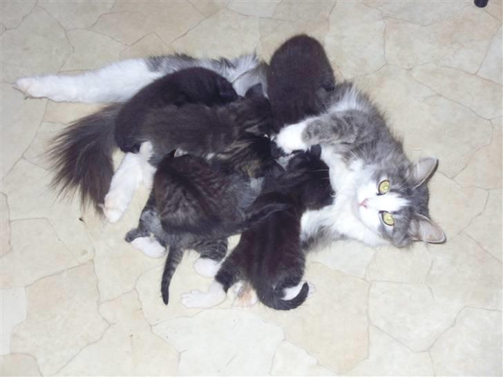 Blanding af racer Berta - og her ligger vi alle og hygger.. mig og mine dejlige 6 babyer..  billede 17