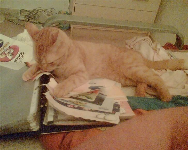 Huskat Lion billede 3