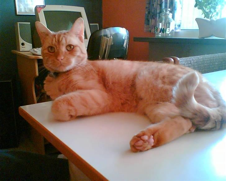 Huskat Lion billede 4