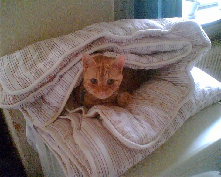 Huskat Lion billede 5