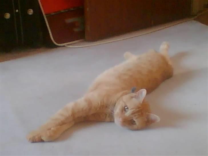 Huskat Lion billede 6