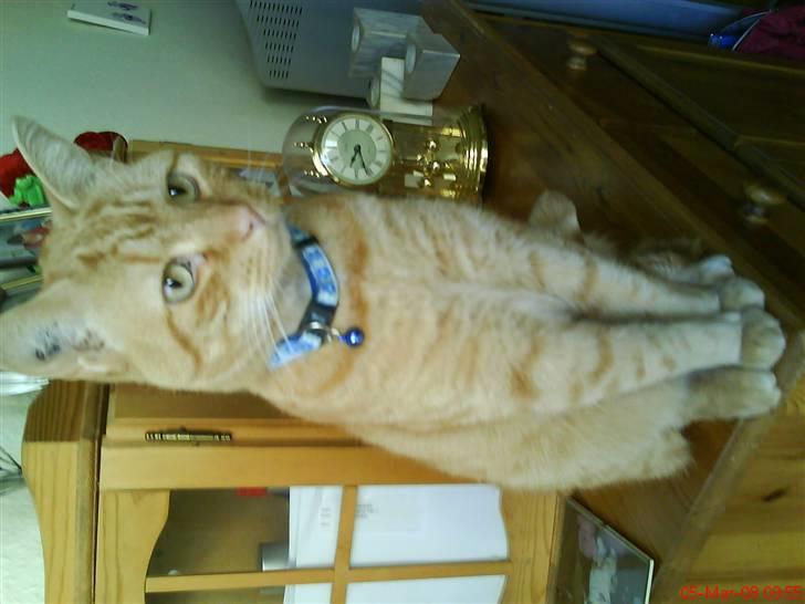 Huskat Lion billede 7