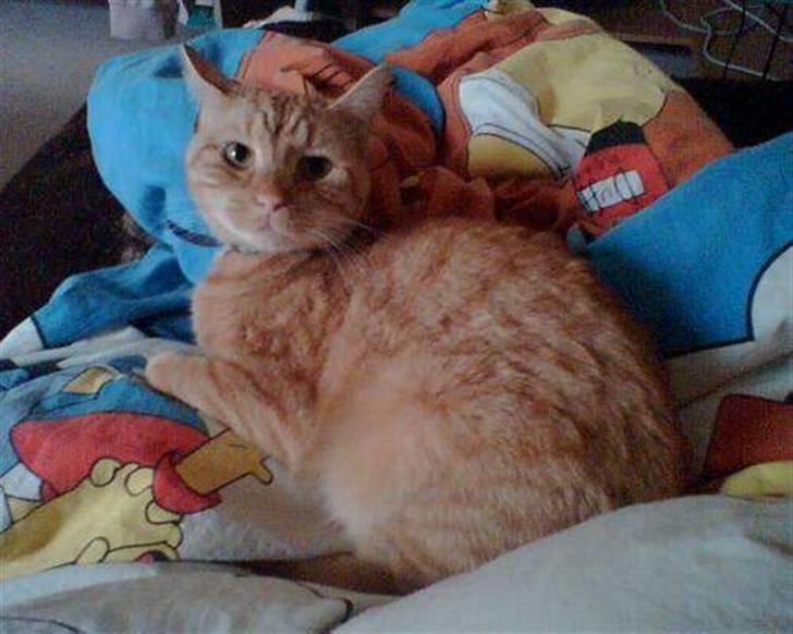 Huskat Lion billede 8