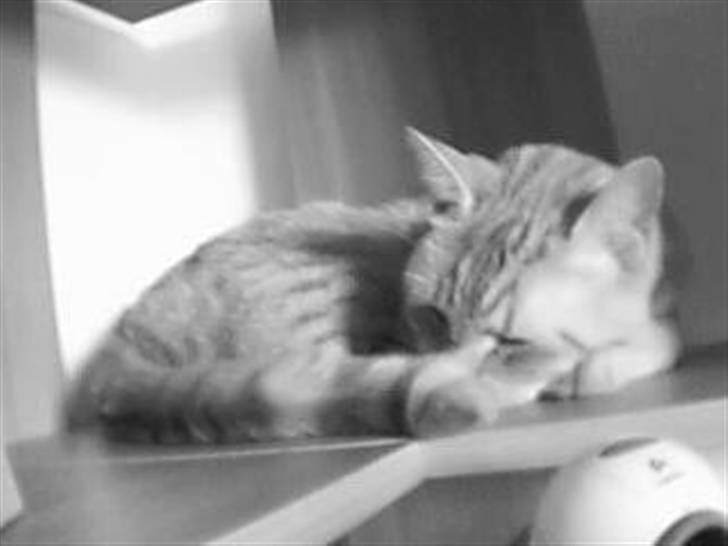 Huskat Lion billede 9