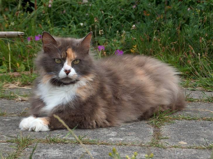 Blanding af racer Gråmis billede 1