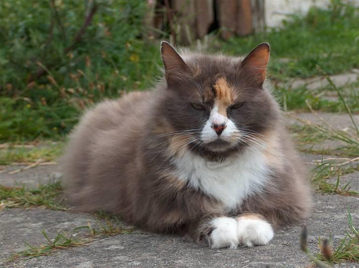 Blanding af racer Gråmis billede 2