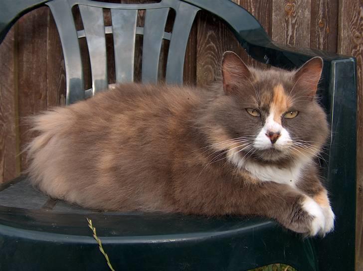 Blanding af racer Gråmis billede 3