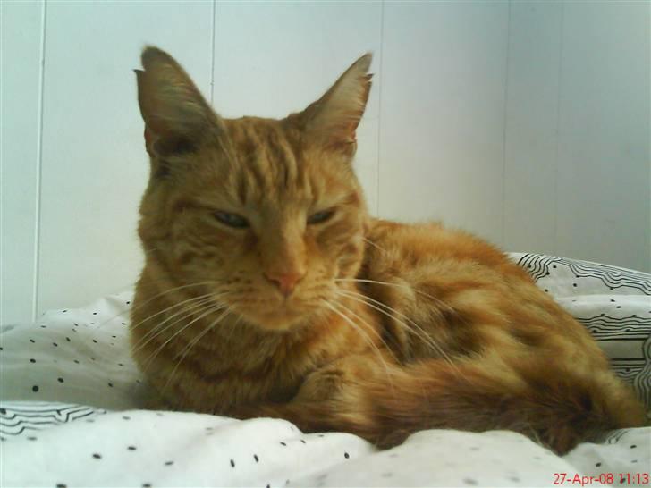 Blanding af racer Mini-Max billede 15